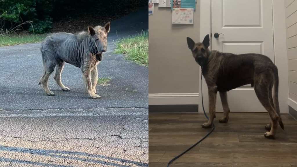 German Shepherd Transformation