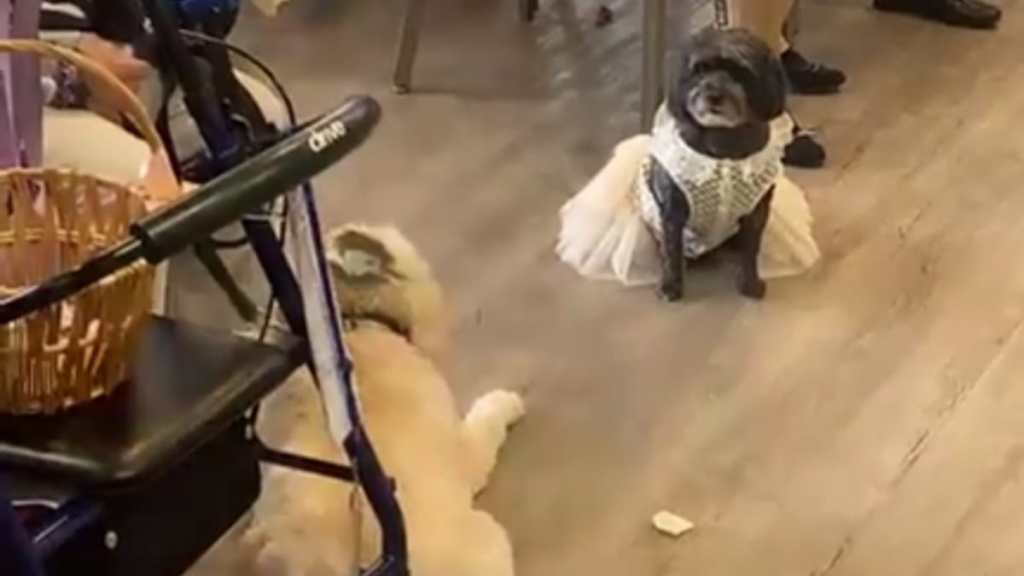 dog wedding