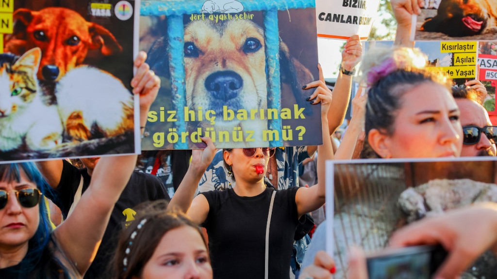 Turkish stray dog law protests