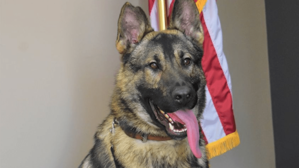 Missouri police K9 death officer charged