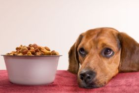 Sad dog with their head sitting on a table next to a bowl full of pet food which has possibly been recalled.