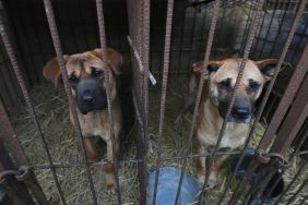 South Korea dog meat ban