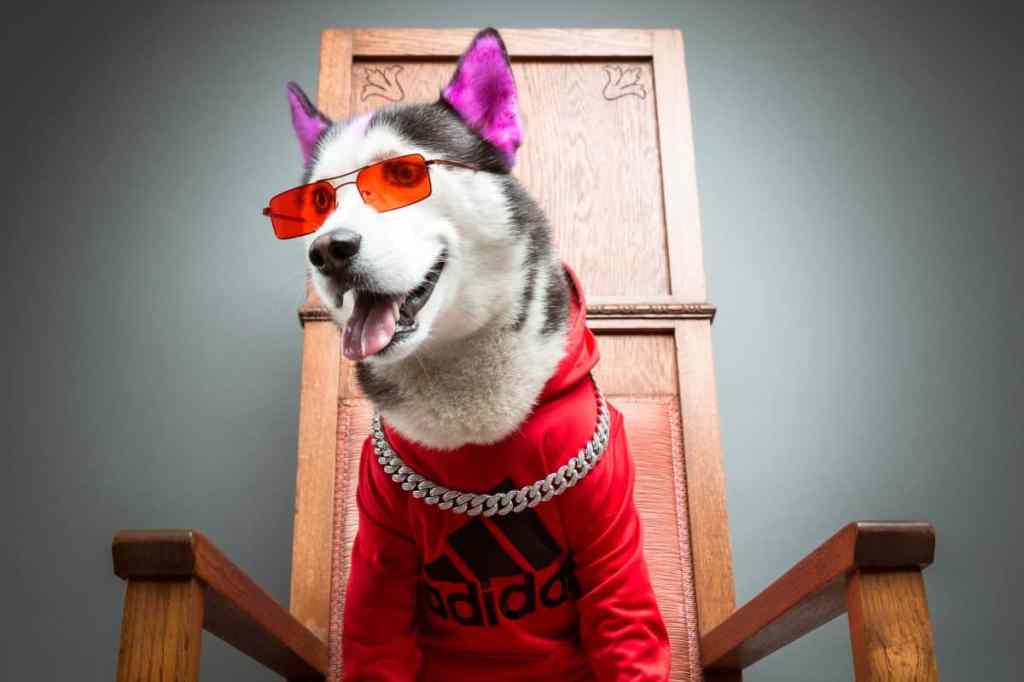Swaggy Wolfdog en Los Angeles.