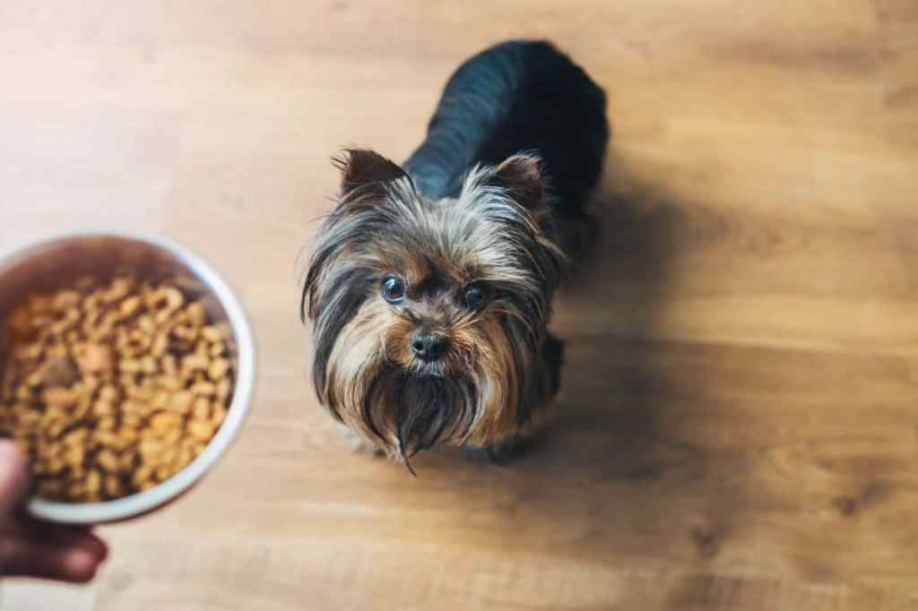 Un perrito con la comida.