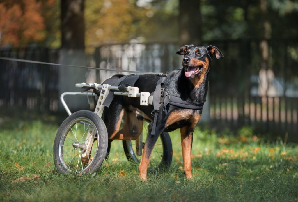 Dog suffering from paralysis due to spinal birth defect in wheelchair walking in park.