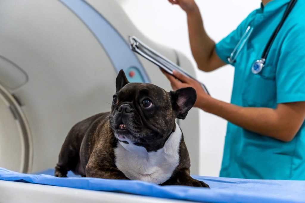 Dog sitting on the examination table before MRI to diagnose a spinal or vertebral birth defect or any other spine issue.