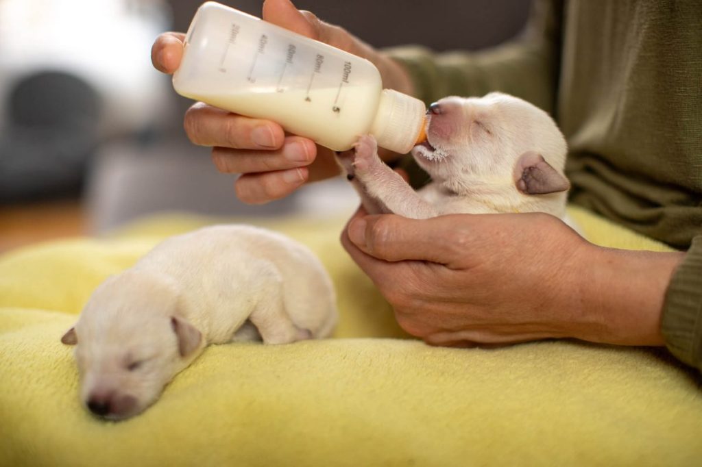 Human bottle-feeding puppies, an ideal alternative if the mother dog is diagnosed with mastitis and her milk is infected.