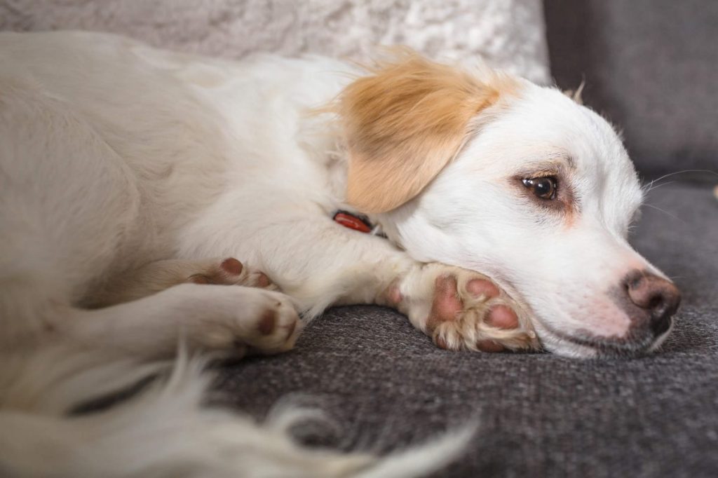 Dog sick with a bacterial infection, requiring a prescription of cephalexin.