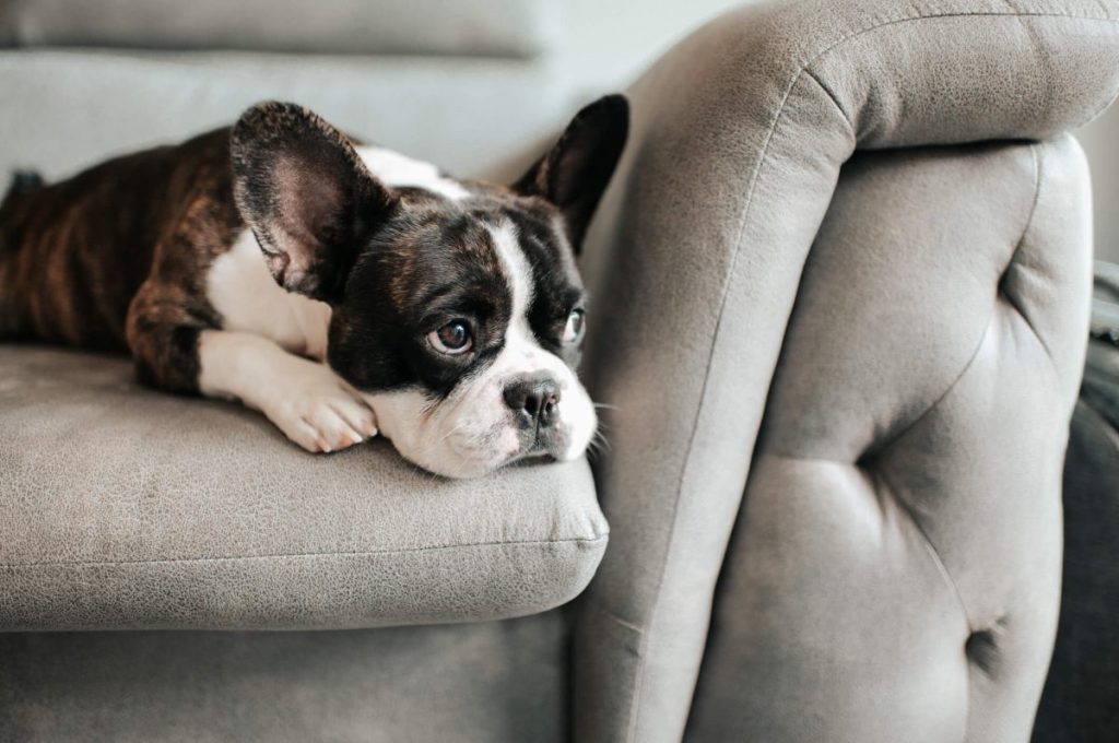 Lethargic French Bulldog — lethargy being a side effect of cephalexin.