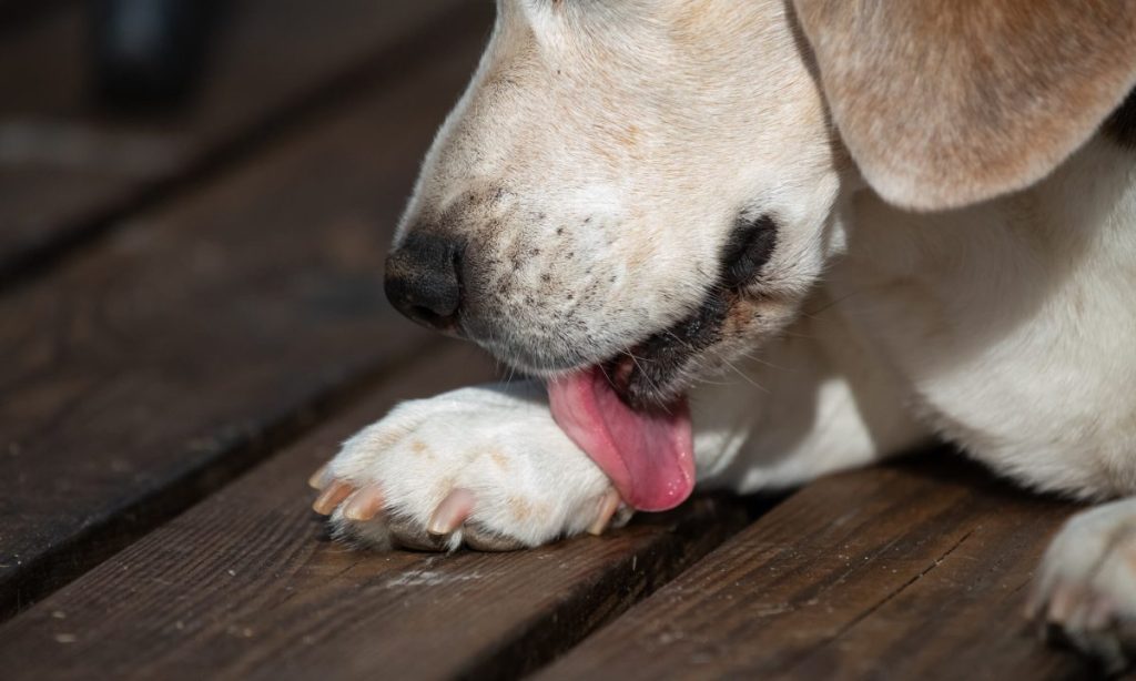 Dog licking paw — excessive licking at a particular spot could be a symptom of an abscess.