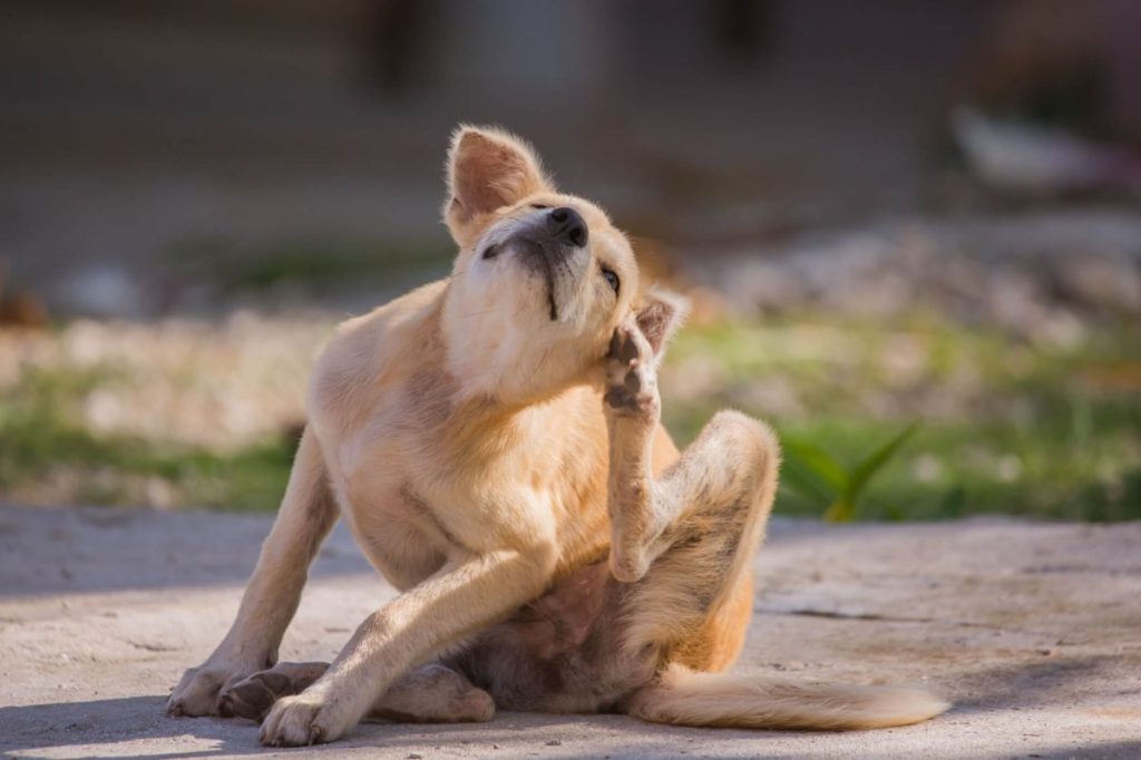 Dog scratching — one of the most common symptoms of sarcoptic mange a.k.a. scabies.