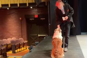 dog on stage