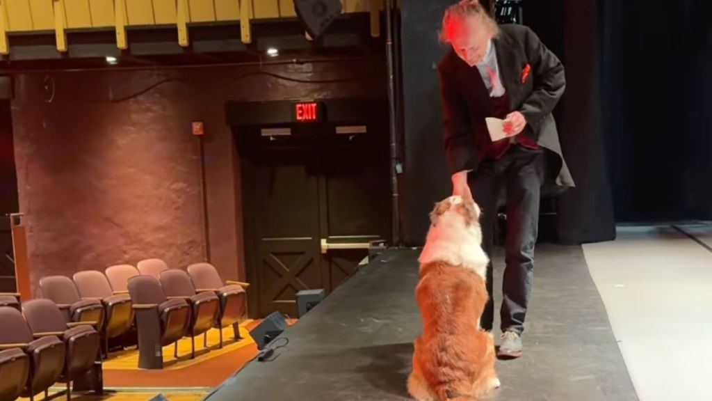 dog on stage