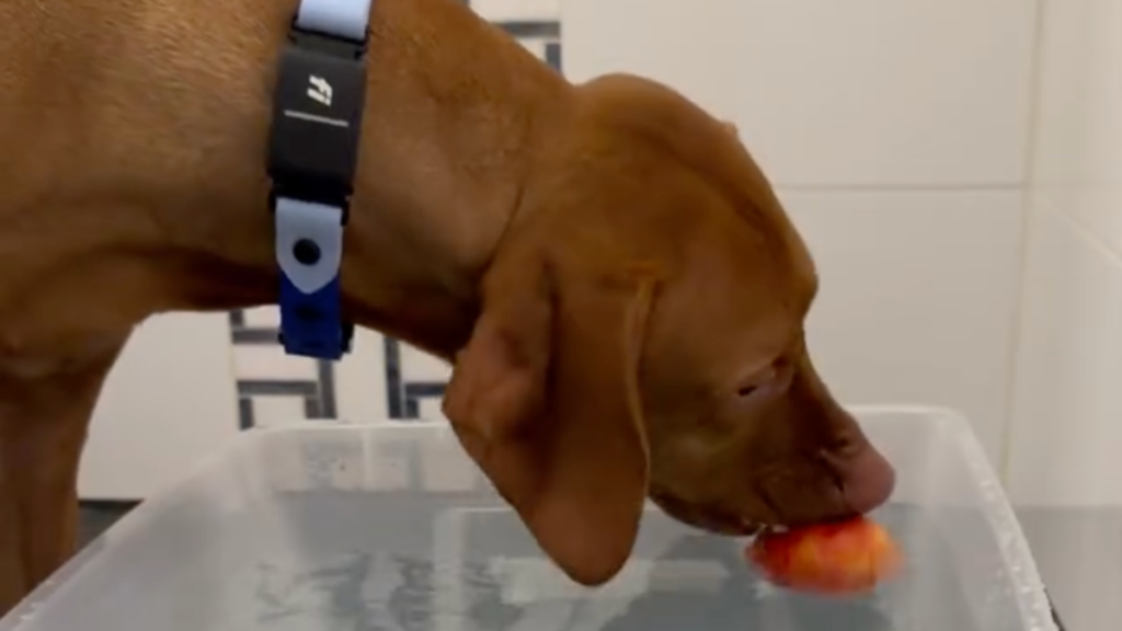 dog Vizsla bobbing apple challenge video Instagram