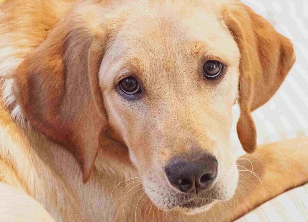 A Goldador, or Golden Retriever x Labrador Retriever mix, looks up at the camera.