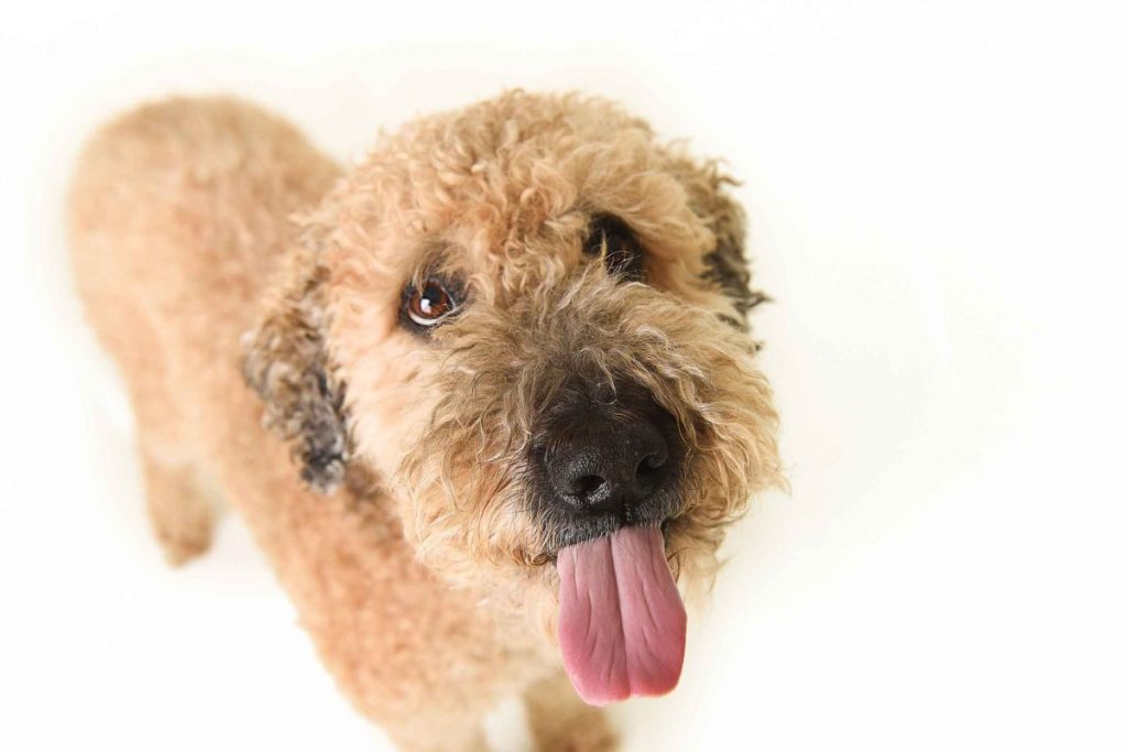 A fluffy Whoodle with their tongue out looking up at a camera against a white studio backdrop.