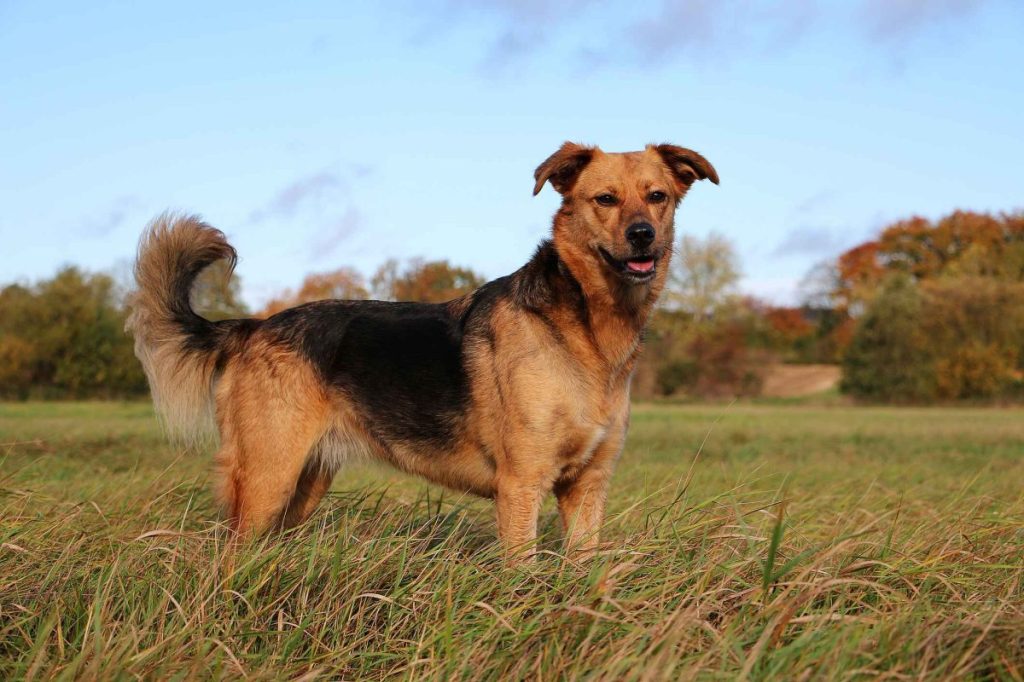 A Golden Shepherd mix with a feathery tail stands alert, ears raised. In the background are trees in autumn colors.