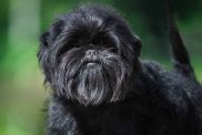 A black Affenpinscher looks at the camera, tail raised.