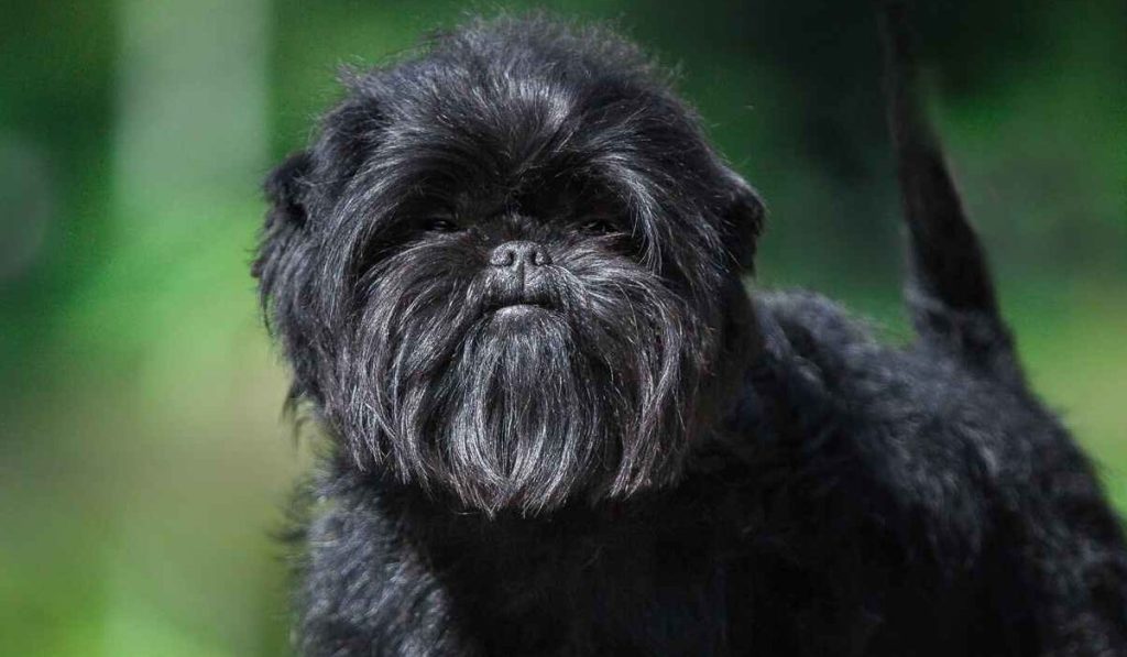 A black Affenpinscher looks at the camera, tail raised.