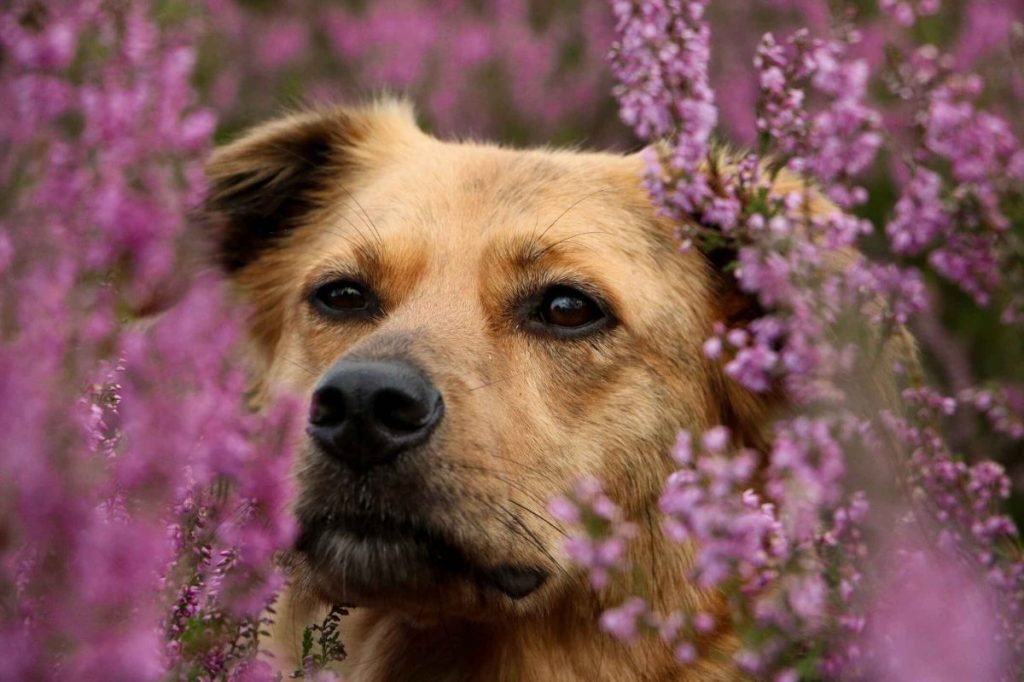 A tan colored Golden Shepherd mix stares through purple heather flowers.