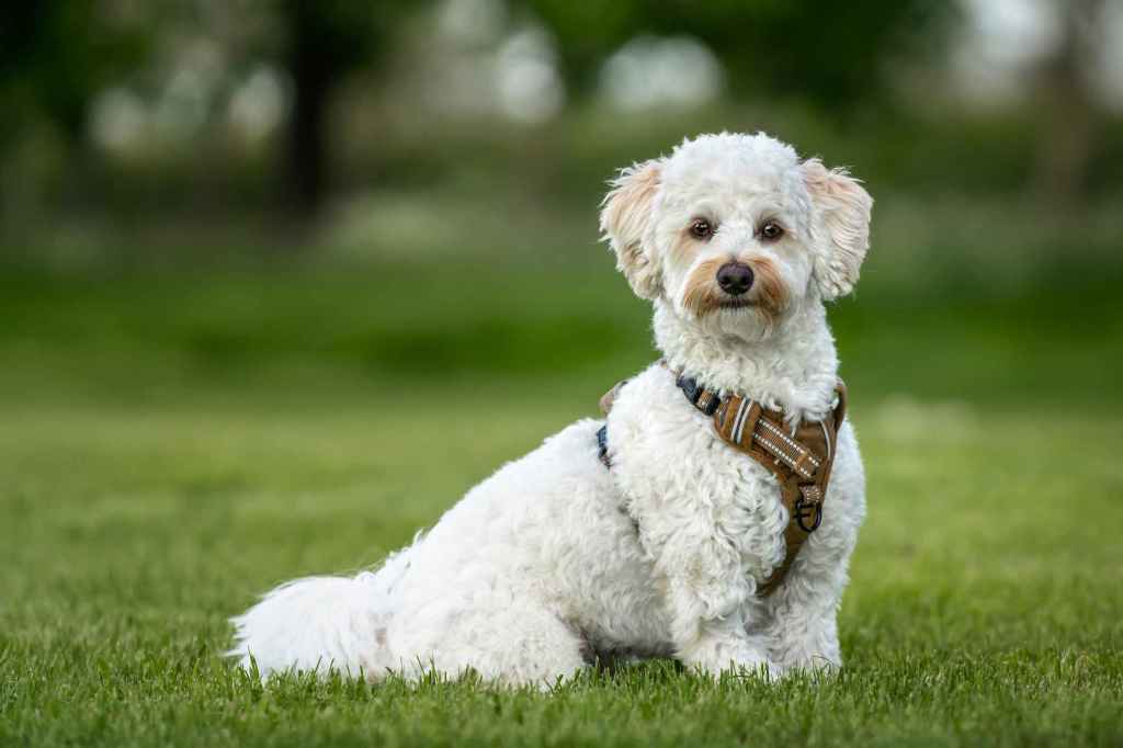 A Bichon Poodle mix, or a Poochon, sits in the grass looking at the camera.