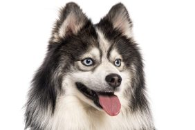 Pomsky panting, design dog, Husky crossed with a spitz, panting with tongue out and looking away, isolated on white