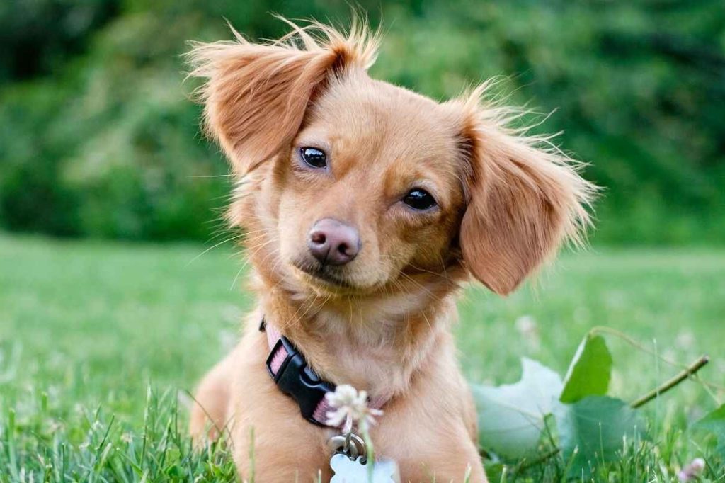 A photo of a fluffy-eared Chiweenie, or Chihuahua Dachshund mix, sitting in bright green grass looking at the camera. The Chiweenie is caramel in color and is tilting their head to the side.