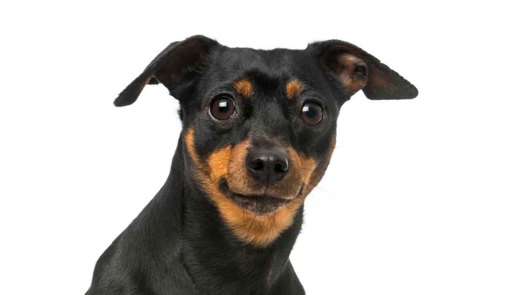 A Chipin, or a Miniature Pinscher Chihuahua mix, sits against a white studio backdrop.