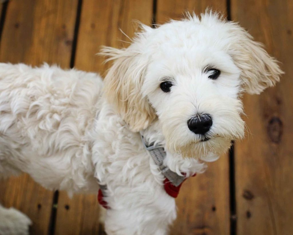 A photo of a small cream colored Sheepadoodle wearing a grey and red harness looking up at the camera.