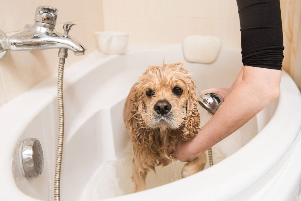 Owner bathing pet with medicated shampoo.