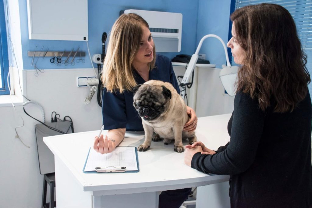 Vet talking with pet parent during a routine visit.