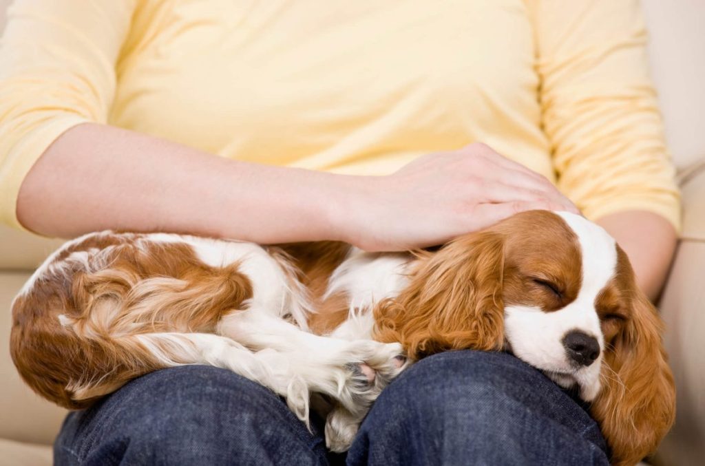 Cavalier King Charles Spaniel — one of the most affectionate dog breeds — sleeping on human’s lap.