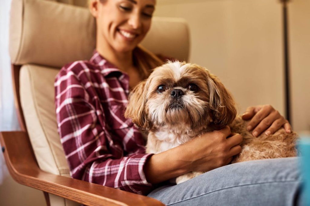 Cute Shih Tzu sitting on woman’s lap.