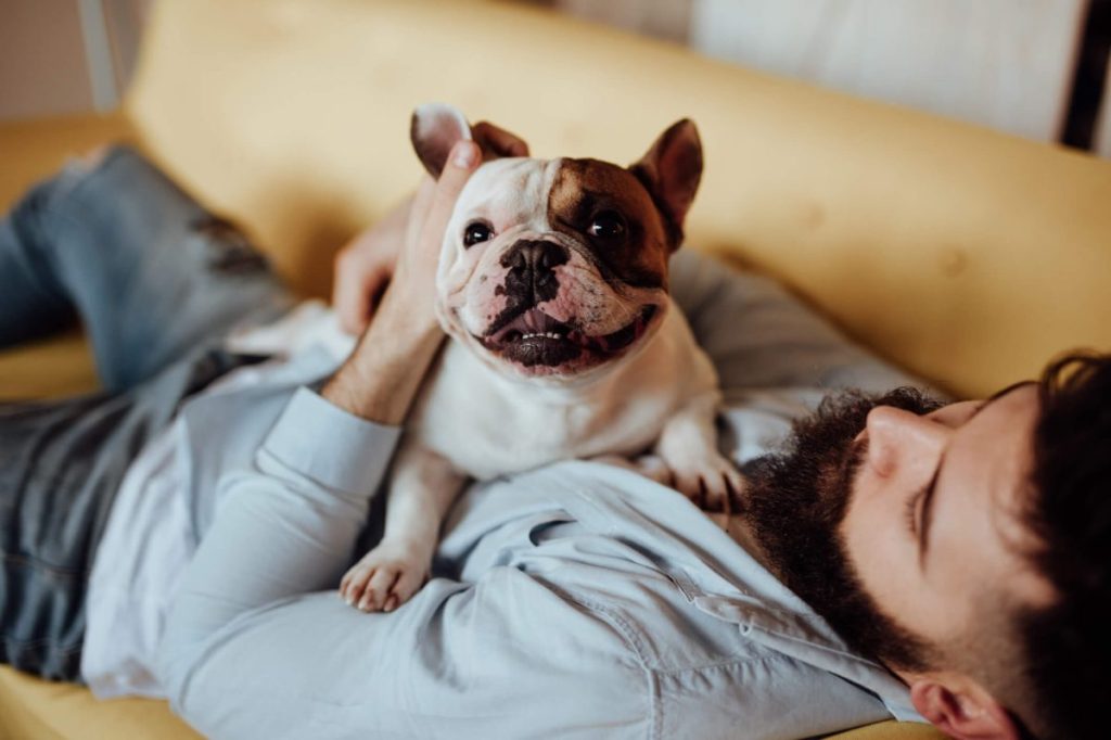 Man lying on the couch with Frenchie sitting on his chest.