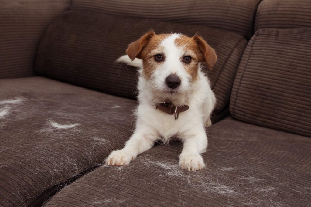 Jack Russell Terrier relaxing on a fur-covered couch — a clear sign it's time to use a pet hair remover.