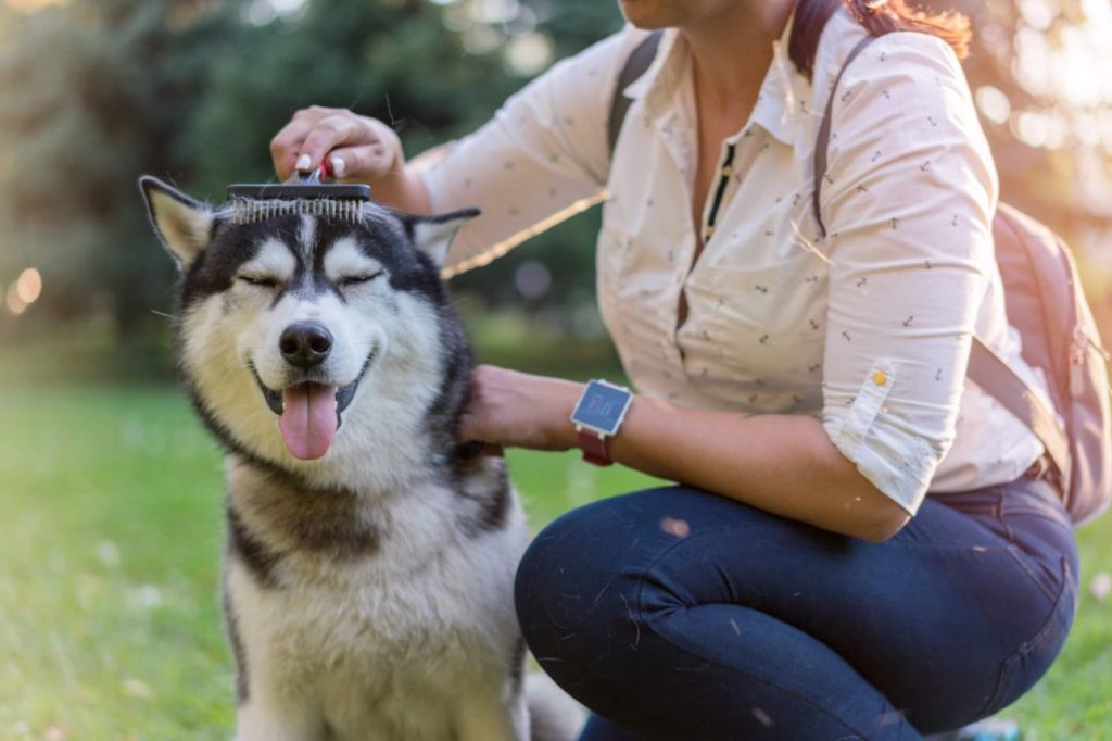 Woman using pet hair remover to brush dog and reduce shedding in home.