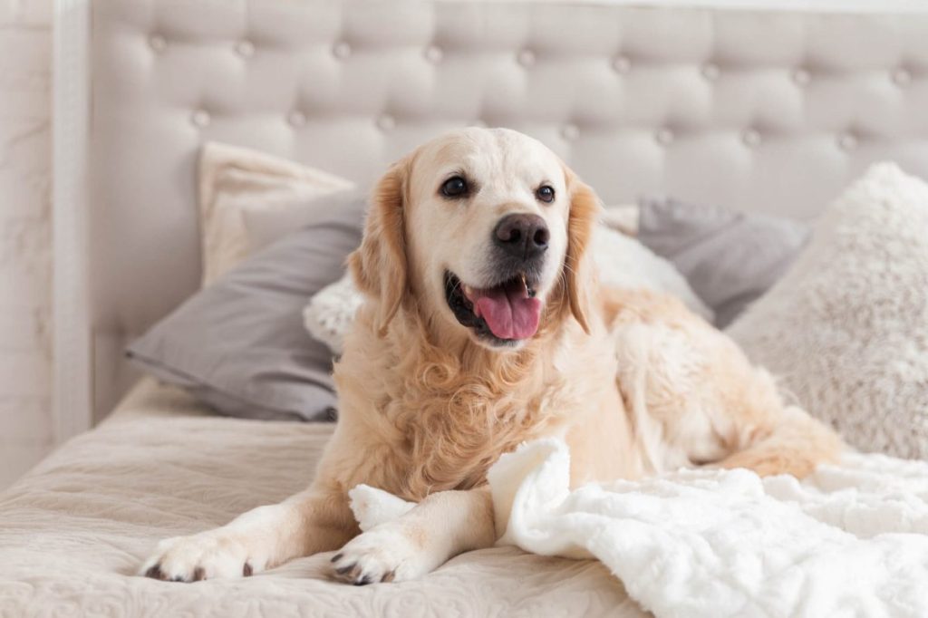 Golden Retriever lounging on bed.