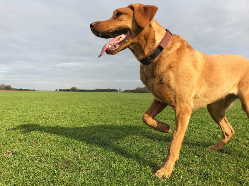 Dog lifting a leg off the ground in pain and limping — one of the main symptoms of verminous myelitis.