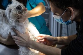 Vet in mask injecting vaccine into dog with help of assistant at vet clinic.