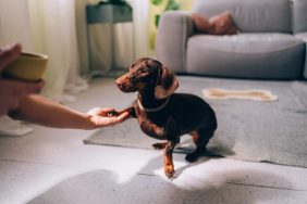 Dachshund — one of the friendliest small dog breeds — giving paw to their human.