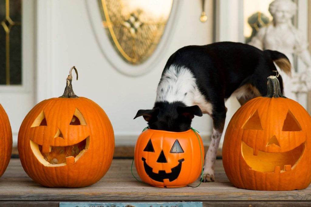 Dog putting her head into a classic plastic Halloween bucket for trick or treating, looking for treats.