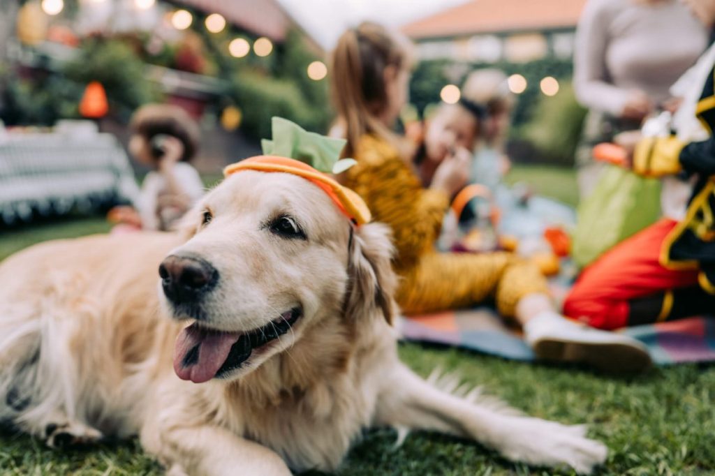 Dog in costume enjoying with trick or treating children in the backyard.