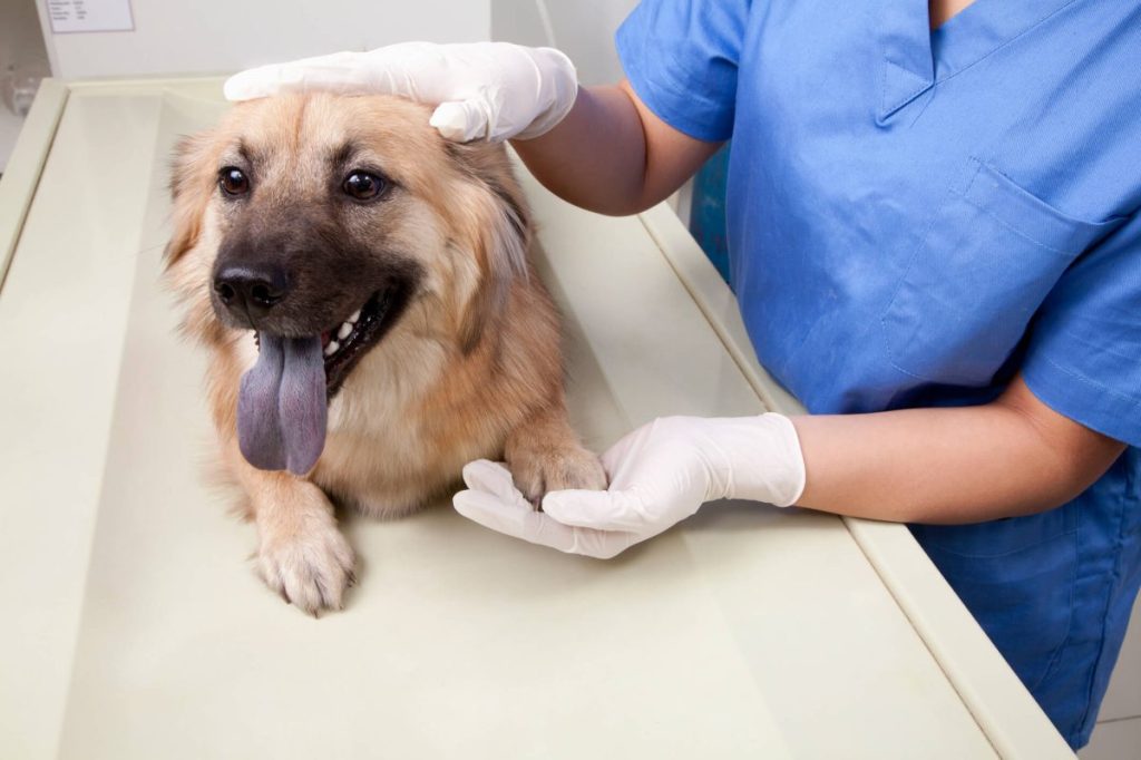 Dog at vet for medical emergency.