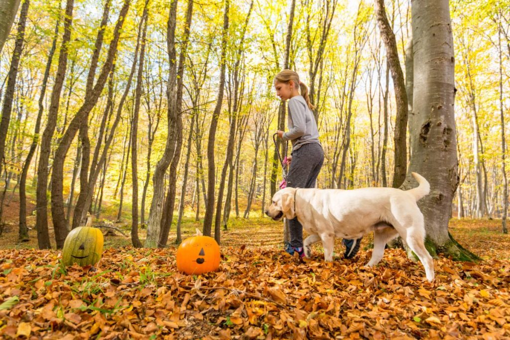 11-year-old girl walking her Labrador Retriever in forest at Halloween.