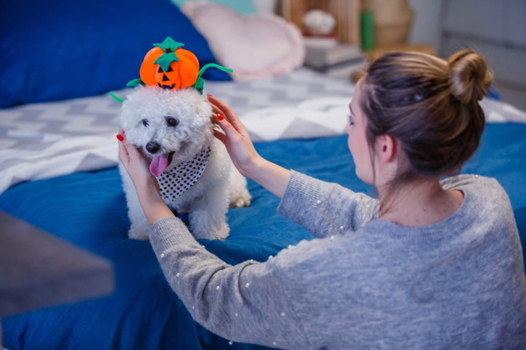 Shot of a young woman sitting on the floor in her bedroom next to the bed and dressing her cute puppy in a Halloween costume.