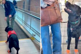 service dog moving sidewalk