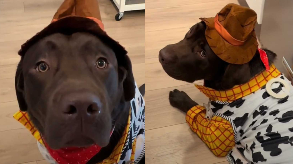 Labrador dog in Halloween costume