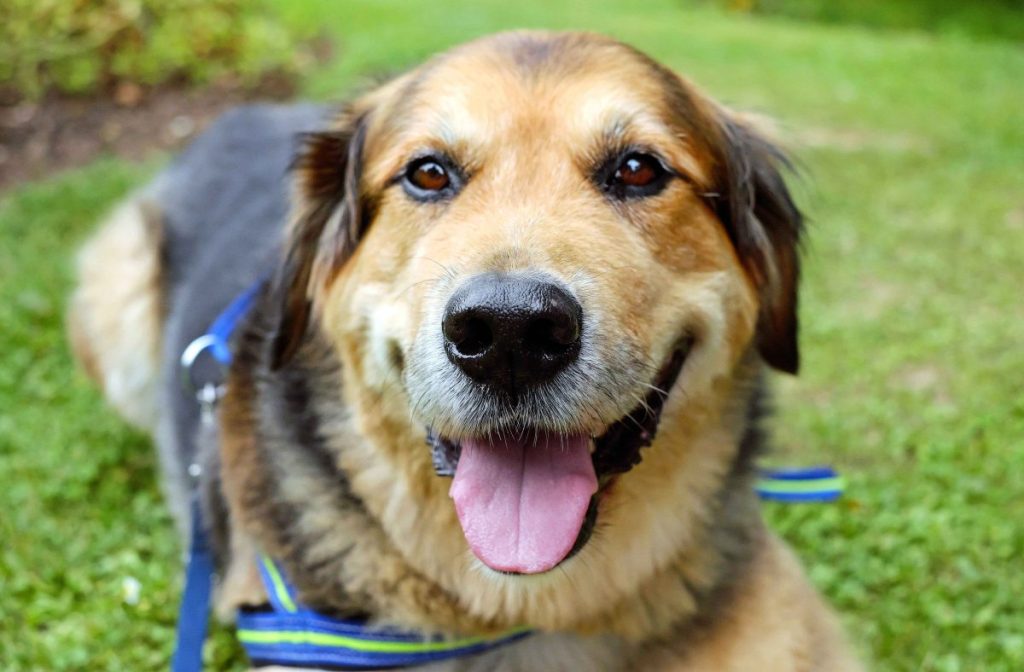 A closeup photograph of a Golden Retriever German Shepherd mix, also known as a Golden Shepherd, wearing a blue harness and looking at the camera.