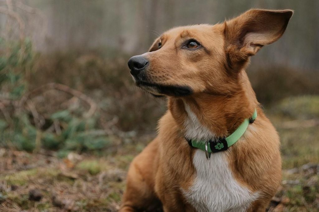 A tan and white Dorgi, or Dachshund Corgi mix, sits in the forest.