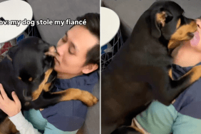 Rottweiler dog fiance video Instagram